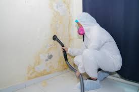 Best Environmental Consulting for Mold Prevention in Bel Nor, MO